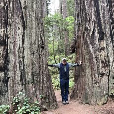 Days 35 -36 Redwoods